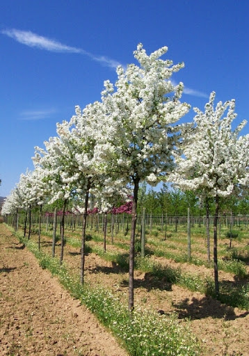 Top Kleine Bomen